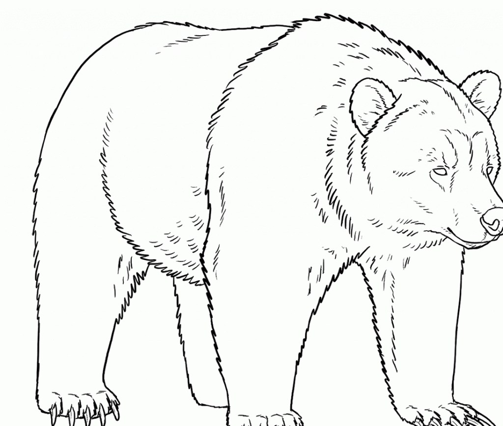 Рисунок медведя для срисовки для детей