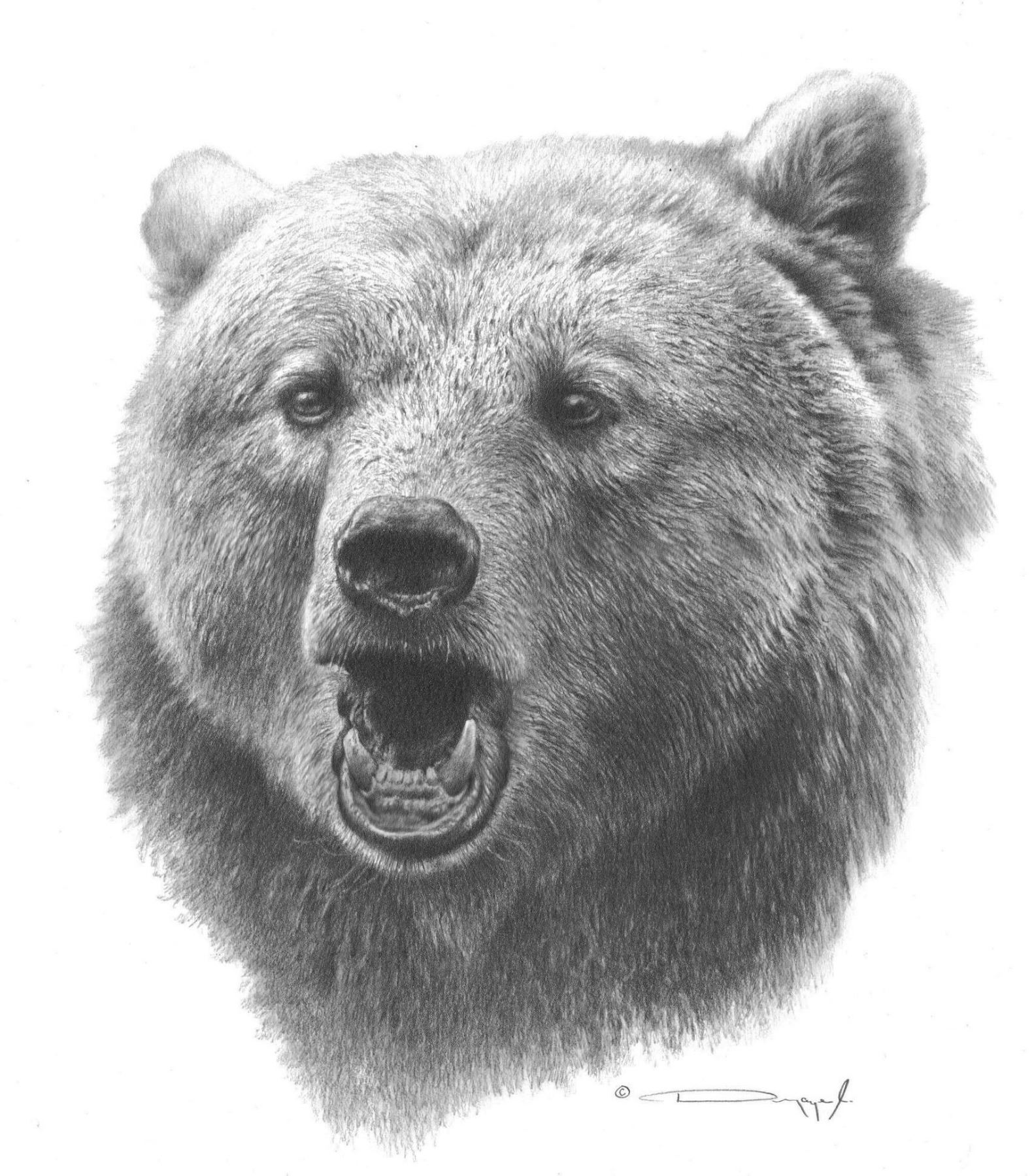 1582x1800 grizzly bear original pencil drawing - Grizzly Bear Drawing