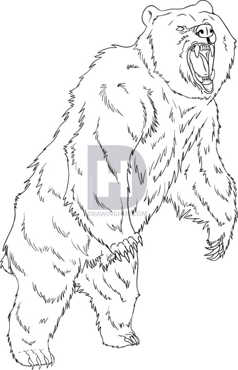 463x720 how to draw a grizzly bear, step - Grizzly Bear Drawing