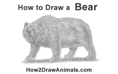 500x315 how to draw a grizzly bear - Grizzly Bear Drawing