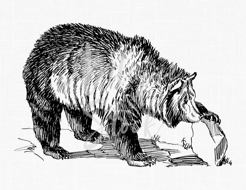 794x613 bear drawing grizzly bear line art for transfers etsy - Grizzly Bear Drawing