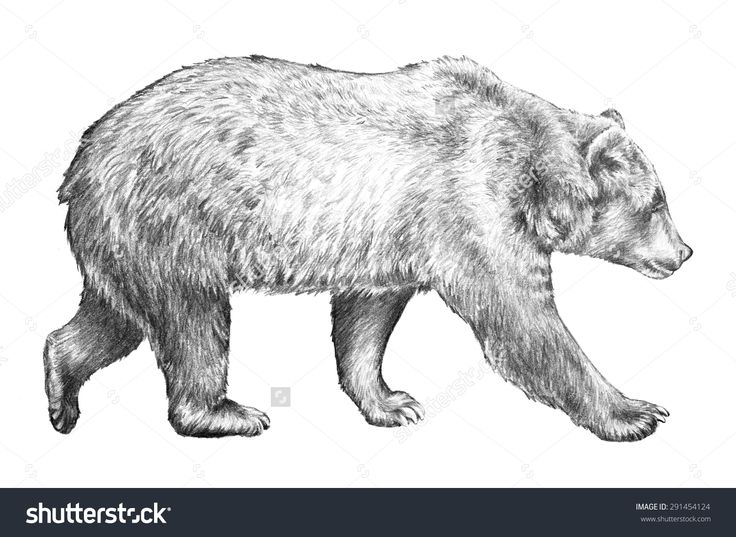 Grizzly Bear Drawing Standing at Explore