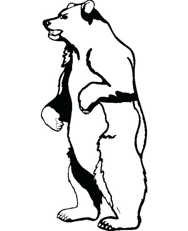 Grizzly Bear Drawing Standing at Explore