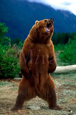 266x400 Angry Bear Drawing Angry Bear Standing Photo Animals Grizzly - Grizzly Bear Drawing Standing
