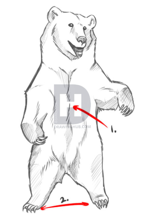 486x720 How To Draw Bears, Step - Grizzly Bear Drawing Standing