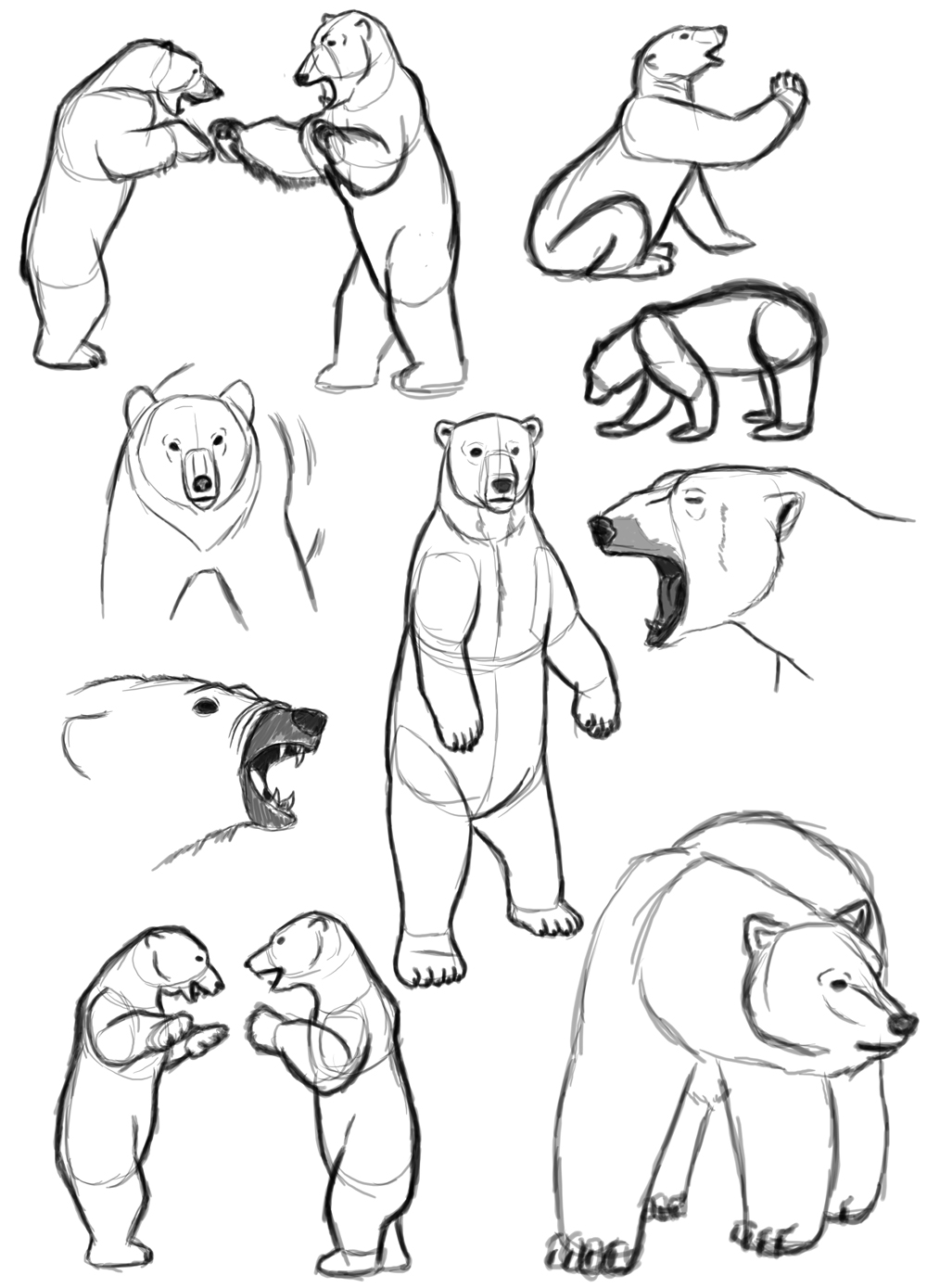 Grizzly Bear Drawing Standing at Explore