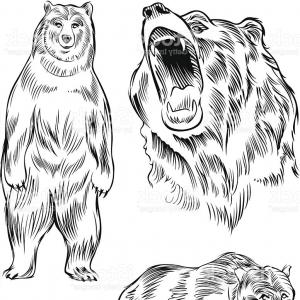 300x300 Black And White Cute Standing Bear Arenawp - Grizzly Bear Drawing Standing