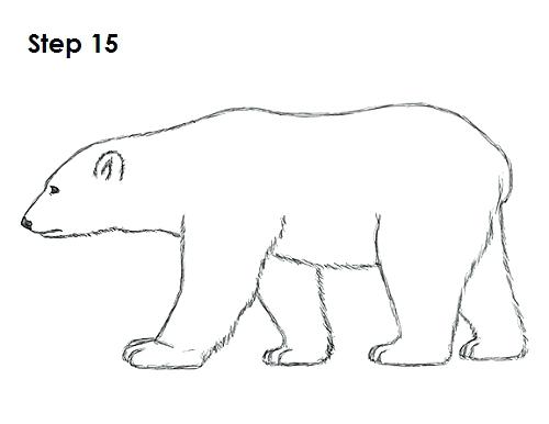 500x386 how to draw a bear draw grizzly bear draw beard on photo red - Grizzly Bear Drawing Step By Step