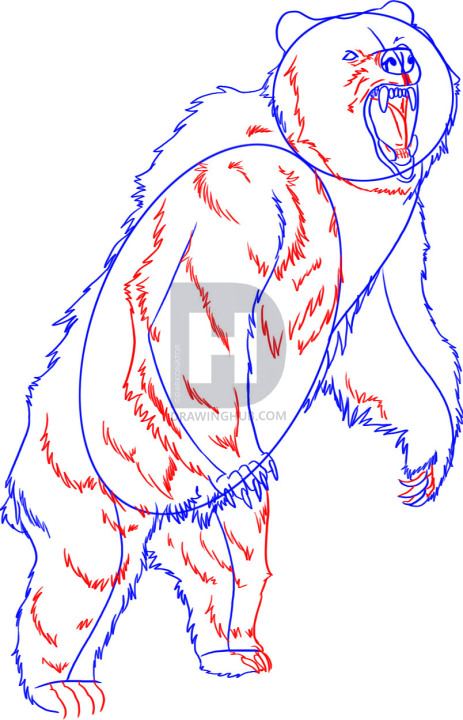 463x720 how to draw a grizzly bear, step - Grizzly Bear Drawing Step By Step