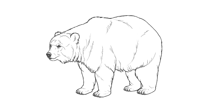 850x428 How To Draw A Bear - Grizzly Bear Drawing Step By Step