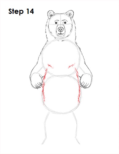 386x500 how to draw a grizzly bear - Grizzly Bear Drawing Step By Step