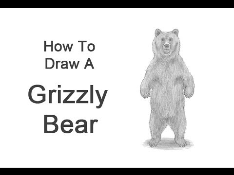 480x360 how to draw a grizzly bear - Grizzly Bear Drawing Step By Step