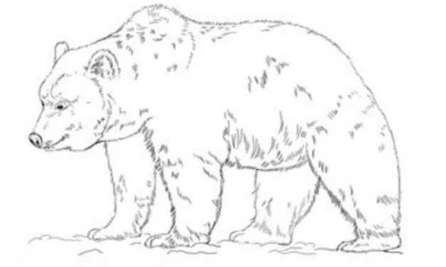 627x376 How To Draw - Grizzly Bear Drawing Step By Step