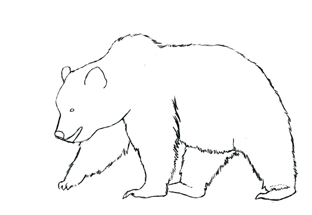 1024x704 Easy Bear Drawing Glamorous Charming How To Draw A Sweet - Grizzly Bear Drawing Step By Step