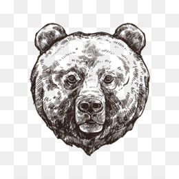 260x260 Grizzly Bear Png - Grizzly Bear Face Drawing