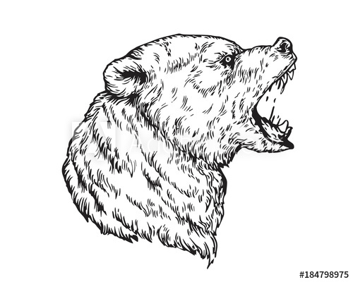 500x400 Detail Realistic Hand Drawing Angry Grizzly Bear Head Illustration - Grizzly Bear Head Drawing