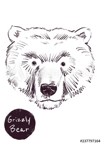 354x500 Grizzly Bear Head Illustration - Grizzly Bear Head Drawing
