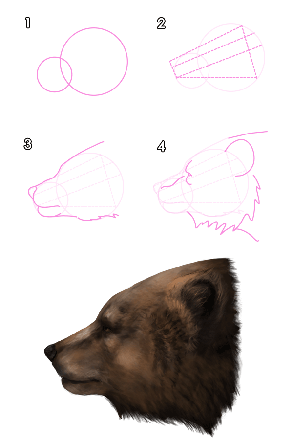 600x910 How To Draw Animals Bears And Pandas, And Their Anatomy - Grizzly Bear Head Drawing