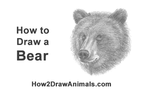 500x315 How To Draw A Bear - Grizzly Bear Head Drawing