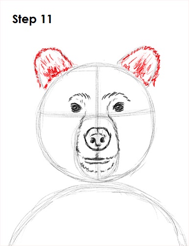 386x500 How To Draw A Grizzly Bear - Grizzly Bear Head Drawing