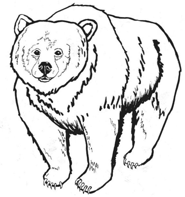 640x683 Grizzly Bear Clipart Black And White - Grizzly Bear Line Drawing