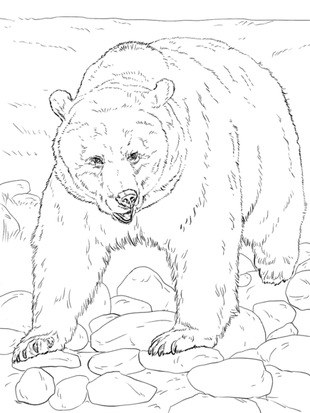 435x580 Realistic Grizzly Bear Coloring - Grizzly Bear Line Drawing