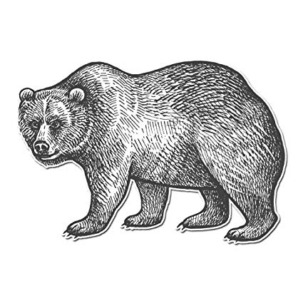 425x425 Grizzly Bear Pencil Drawn Full Color - Grizzly Bear Line Drawing