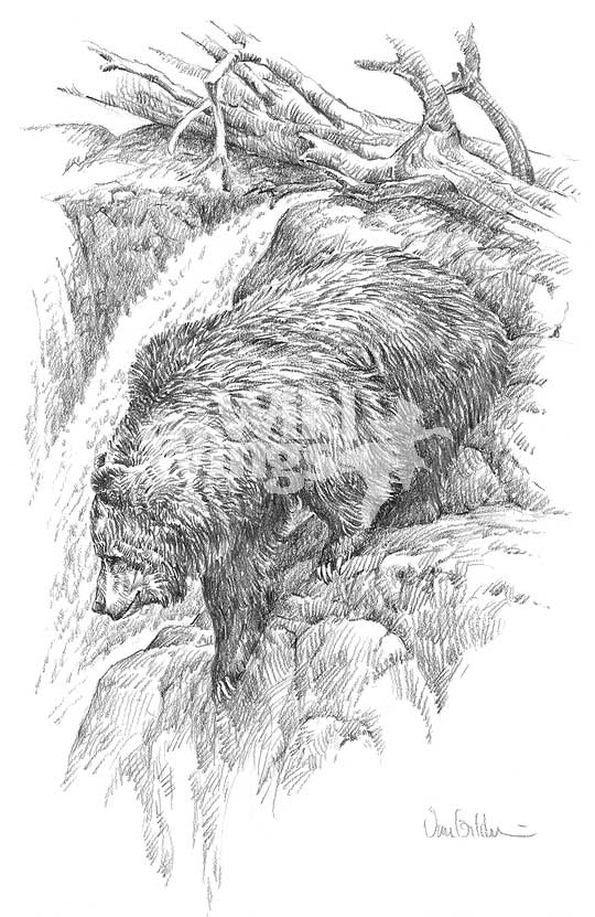 540x831 Grizzly Bear Original Pencil Drawing Wild Wings - Grizzly Bear Pencil Drawing