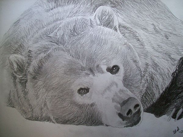 600x449 Grizzly Bear Original Pencil Sketch - Grizzly Bear Pencil Drawing