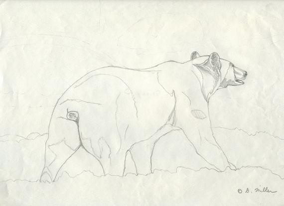 570x414 Grizzly Bear Pencil Study Original Wildlife Drawing - Grizzly Bear Pencil Drawing