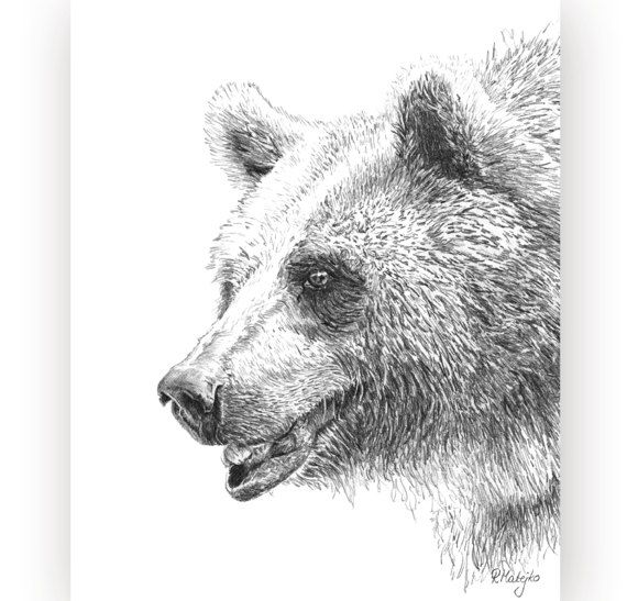 Grizzly Bear Pencil Drawing at PaintingValley.com | Explore collection ...