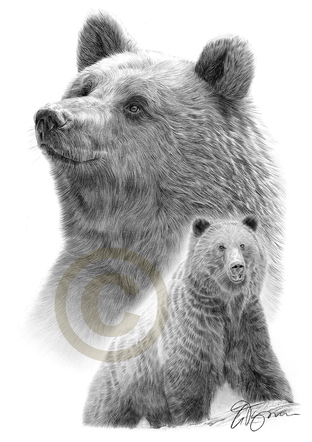 1000x1414 Grizzly Bear Artwork Pencil Drawing Print Animal Art Etsy - Grizzly Bear Pencil Drawing