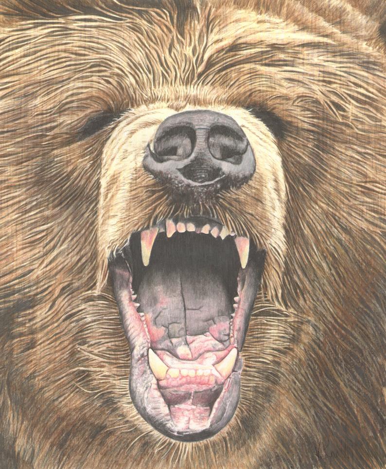 794x964 growling grizzly bear colored pencil drawing illustrated - Grizzly Bear Pencil Drawing