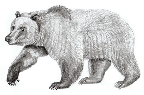 600x399 How To Draw A Bear - Grizzly Bear Pencil Drawing