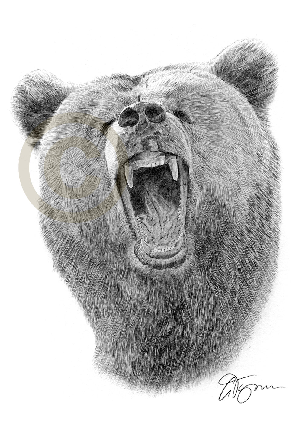 1000x1414 A Grizzly Bear And A Scottish Skye Terrier Gary Tymon's Blog - Grizzly Bear Pencil Drawing