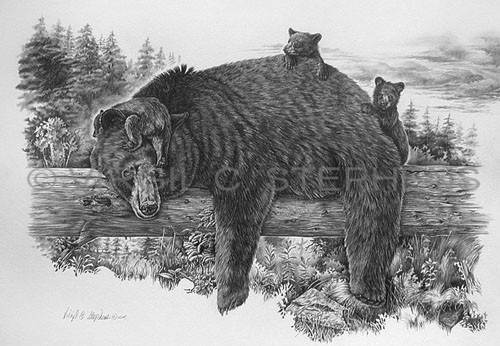 500x346 pencil drawing, fine art, print, bear art, wildlife art, bear cubs - Grizzly Bear Pencil Drawing