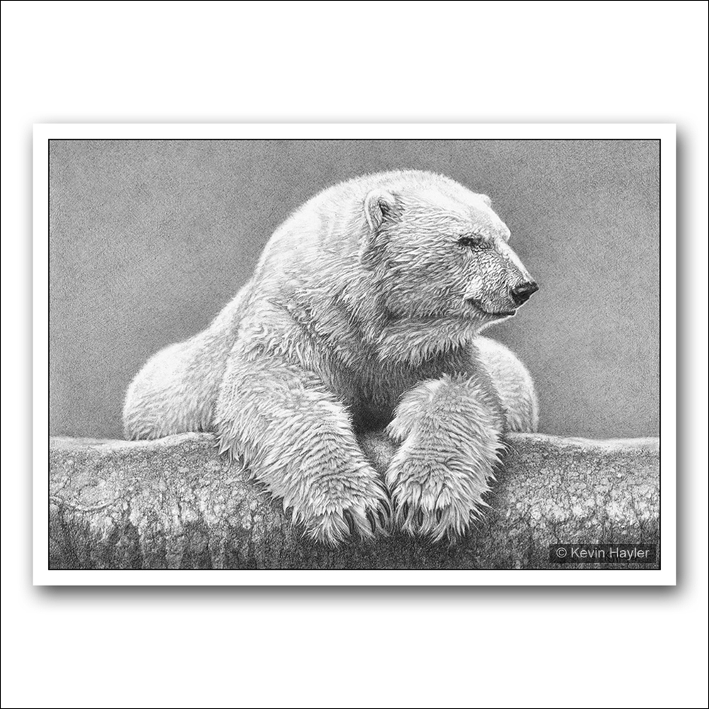 Grizzly Bear Pencil Drawing at PaintingValley.com | Explore collection