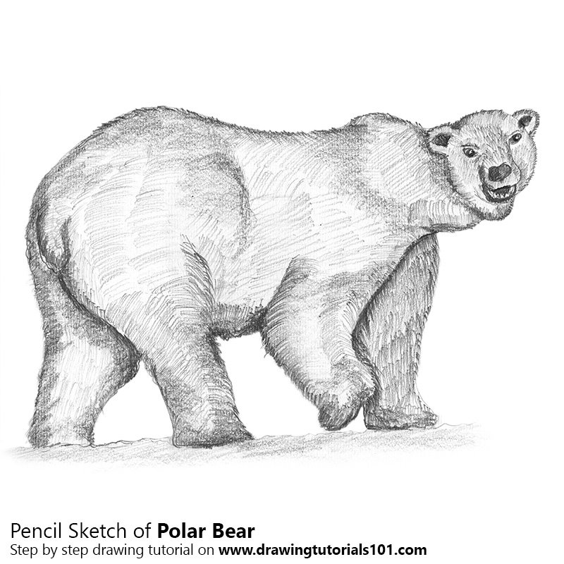 800x800 Bear Drawings Pencil Polar Bear Pencil Drawing How To Sketch Polar - Grizzly Bear Pencil Drawing