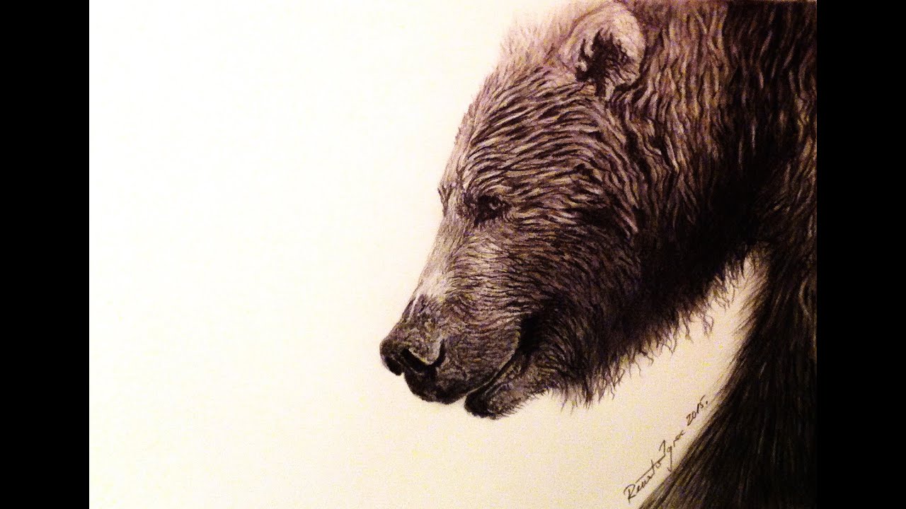 1280x720 The Grizzly Bear - Grizzly Bear Pencil Drawing