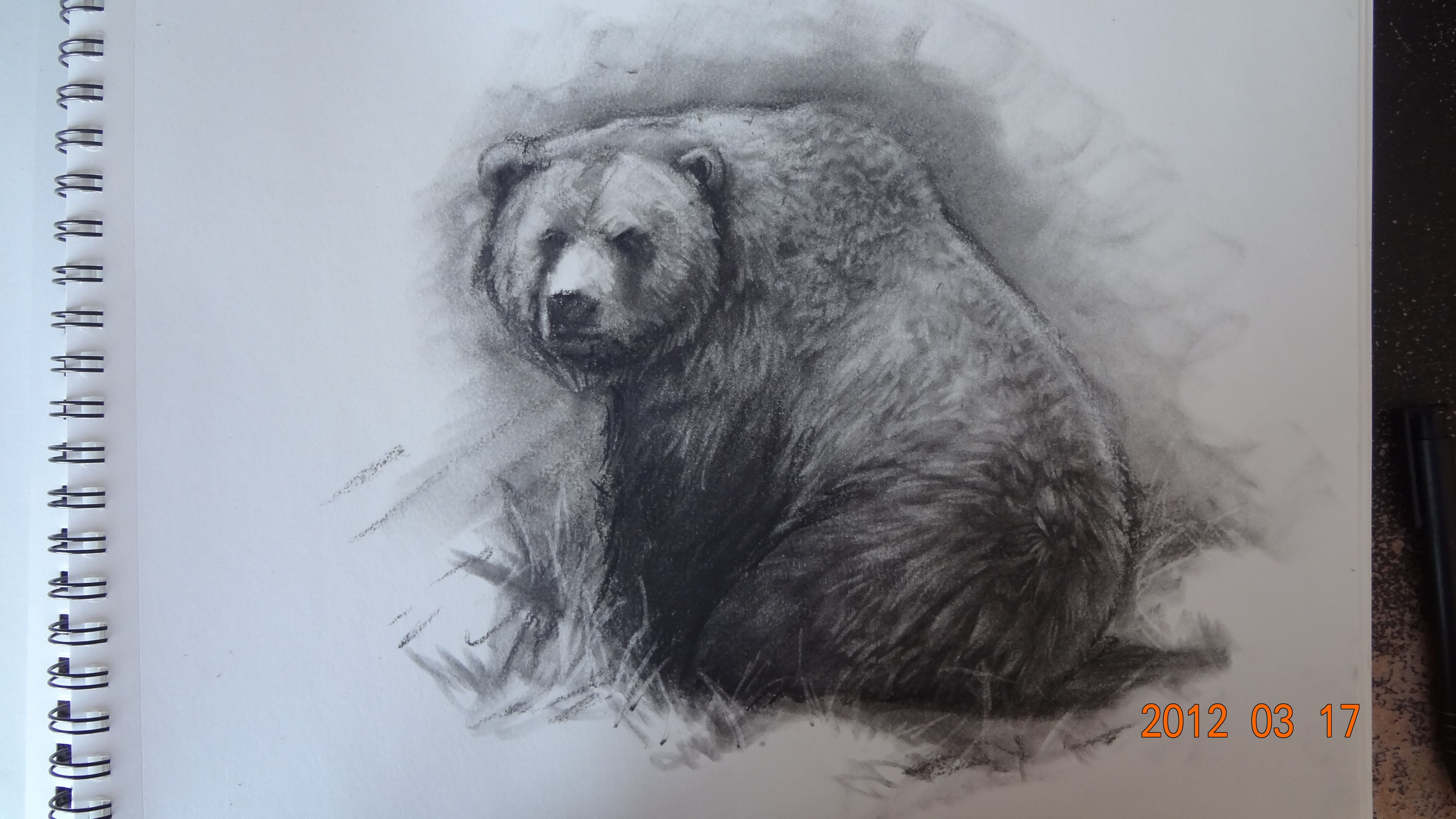 4608x2592 Grizzly Bear Pencil Drawing - Grizzly Bear Pencil Drawing