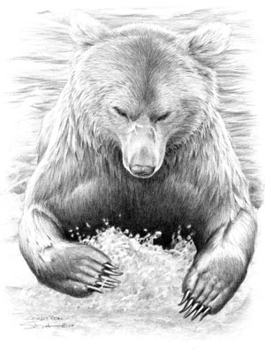 300x396 Pencil Sketches Of Bears - Grizzly Bear Pencil Drawing