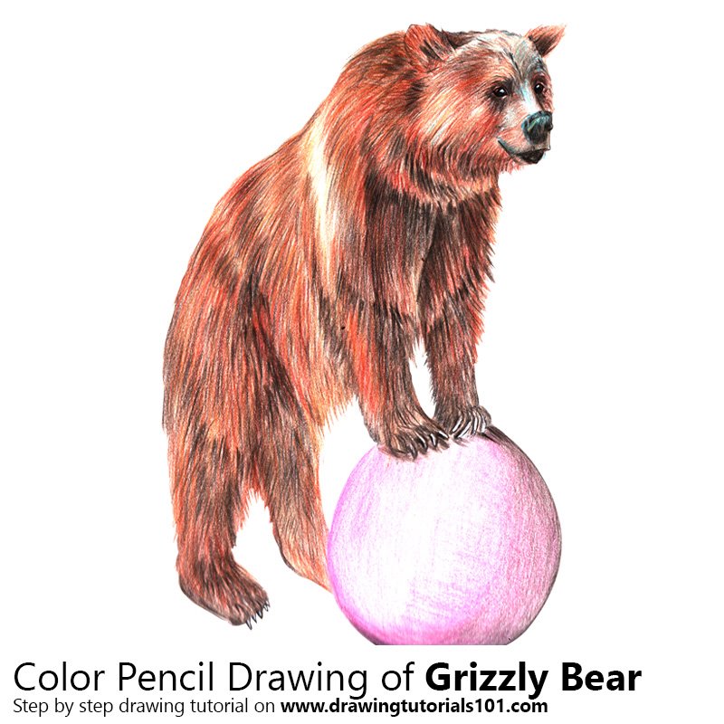 800x800 Grizzly Bear Colored Pencils - Grizzly Bear Pencil Drawing