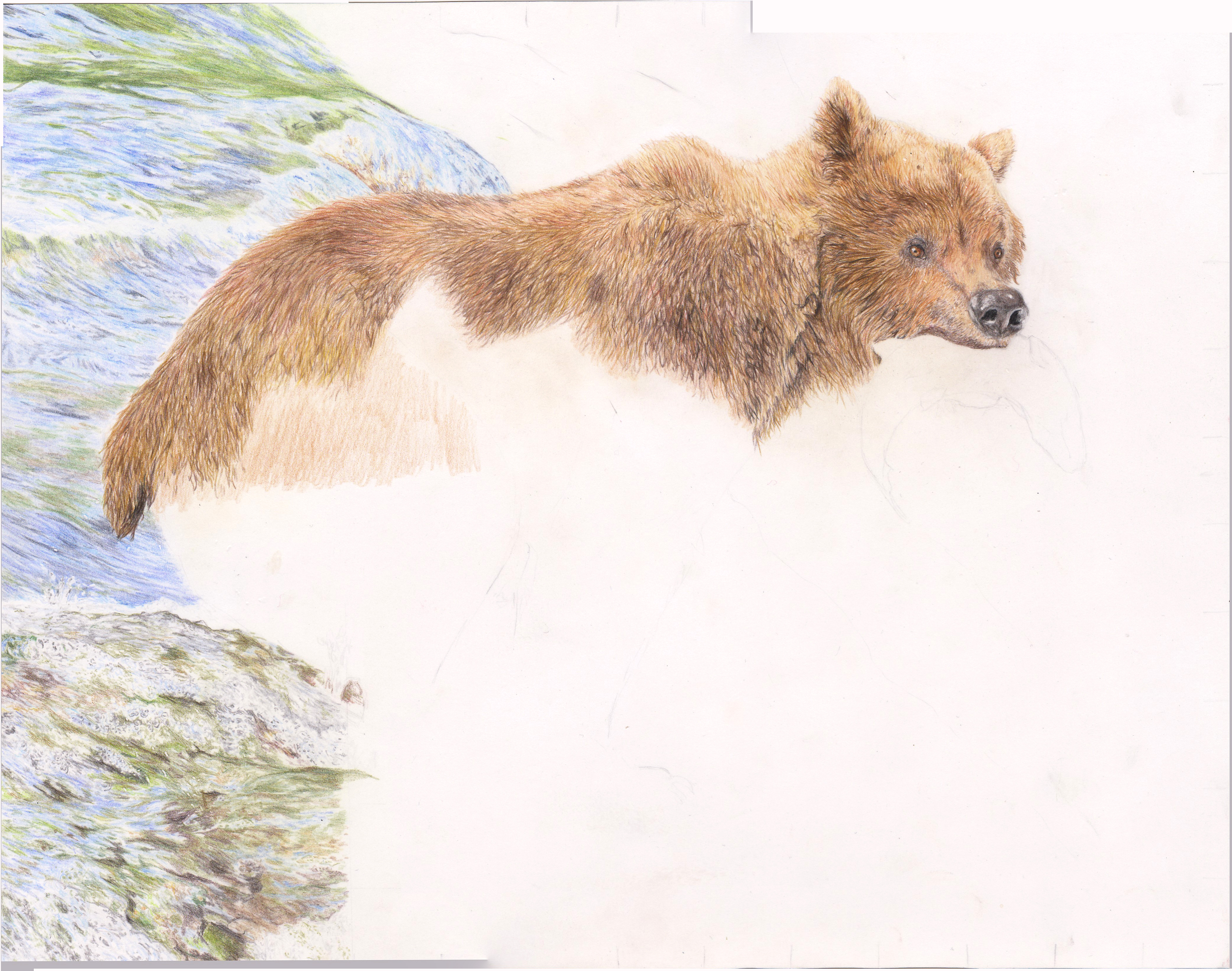 4195x3306 Grizzly Bear Drawing In Coloured Pencil - Grizzly Bear Pencil Drawing