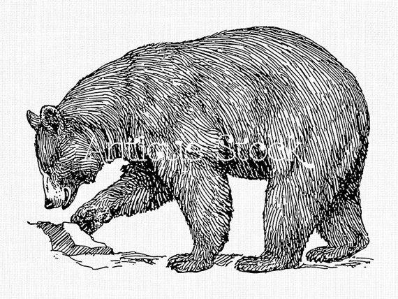 570x428 Grizzly Bear Clipart Line Drawing - Grizzly Drawing