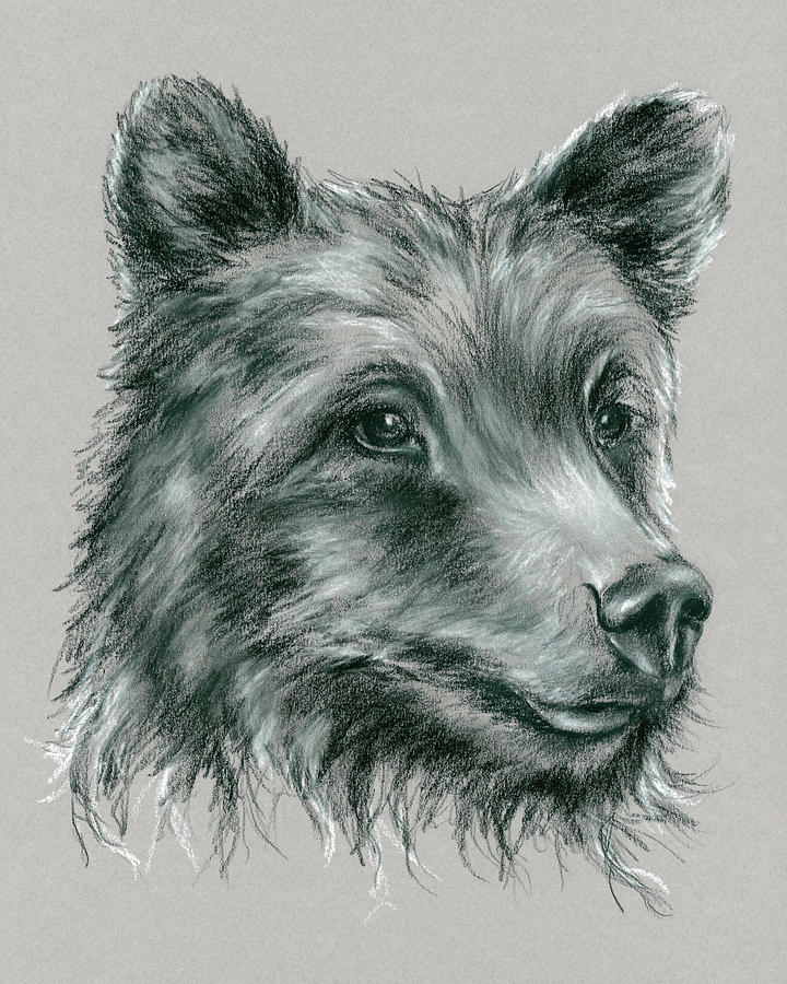 720x900 Grizzly Bear Drawing - Grizzly Drawing