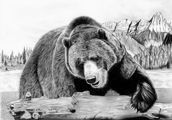 600x421 Grizzly Bear Drawing - Grizzly Drawing