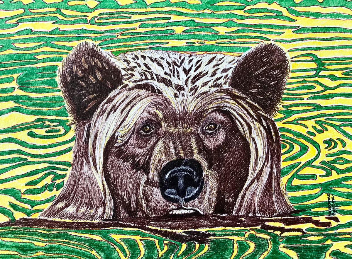 1200x884 Grizzly Bear Wading In The Water Bc Canada Drawing - Grizzly Drawing