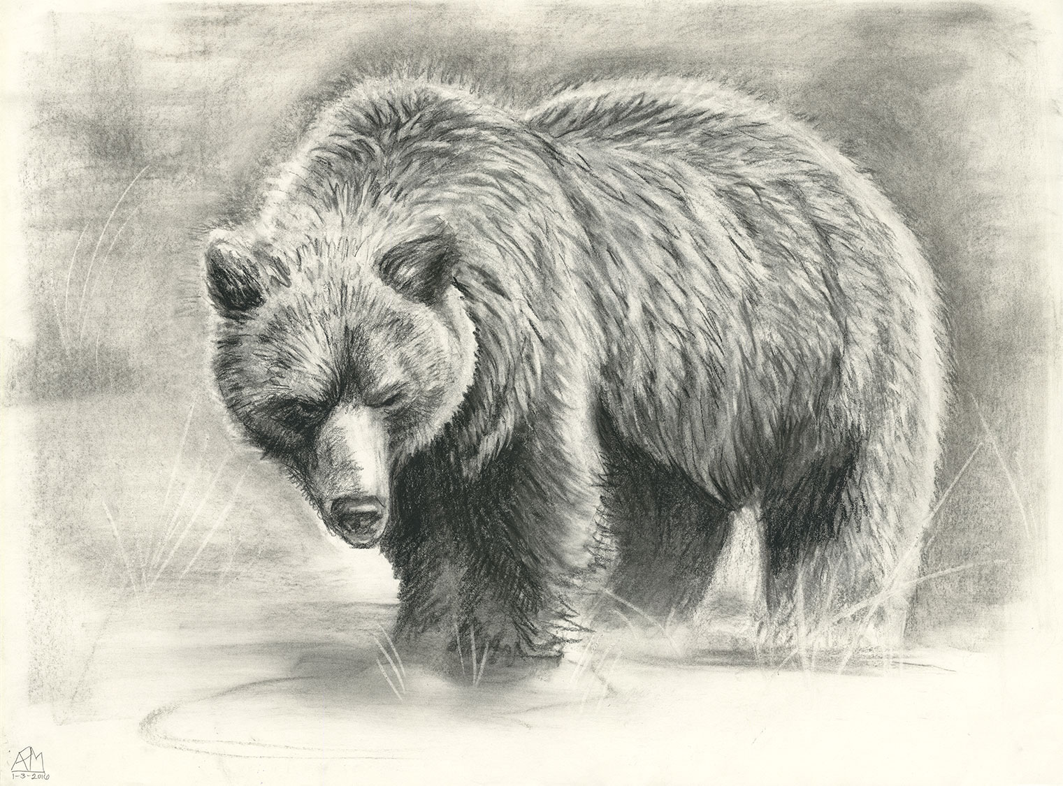 Grizzly Drawing at PaintingValley.com | Explore collection of Grizzly ...