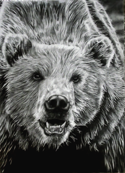 406x563 Grizzly Drawing - Grizzly Drawing