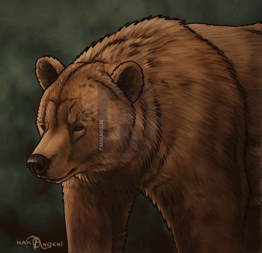 863x834 How To Draw Grizzly Bears, Step - Grizzly Drawing